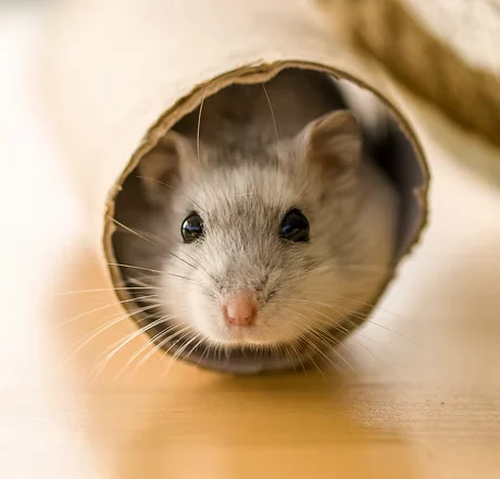 Un hamster passe la tête hors d'un tunnel en carton.