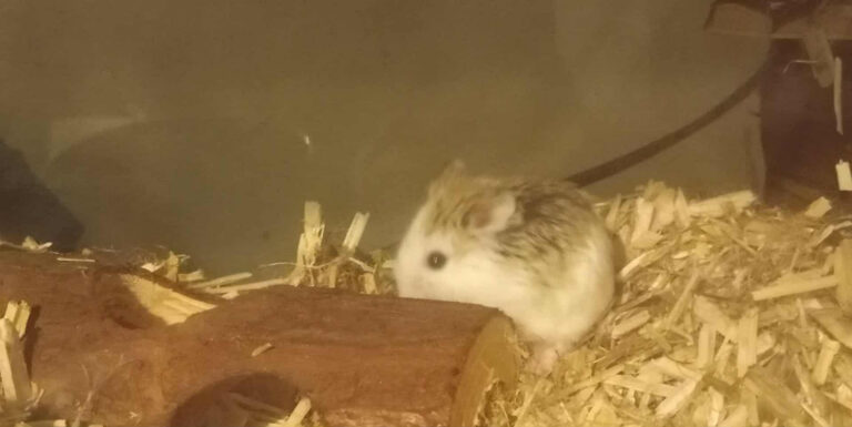 Cloud, hamster, à l'adoption