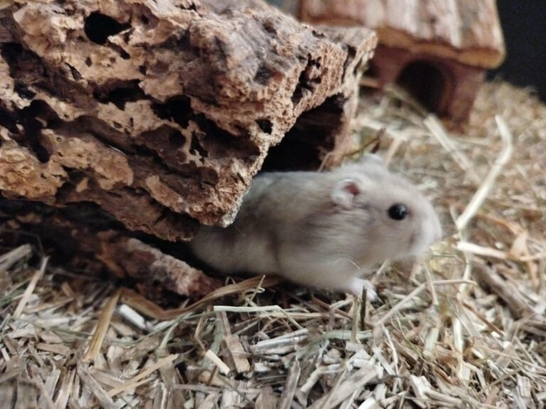 Moustache, hamster, à l'adoption