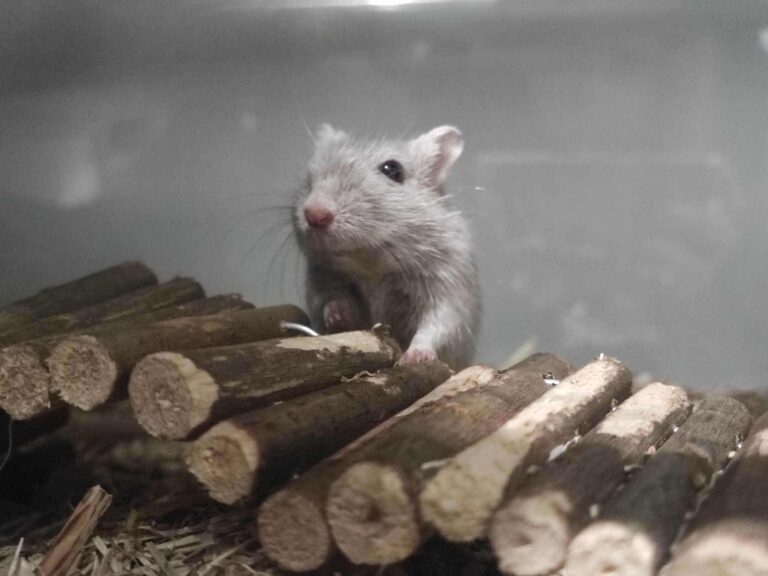 Citrouille et Minnie, gerbille, à l'adoption