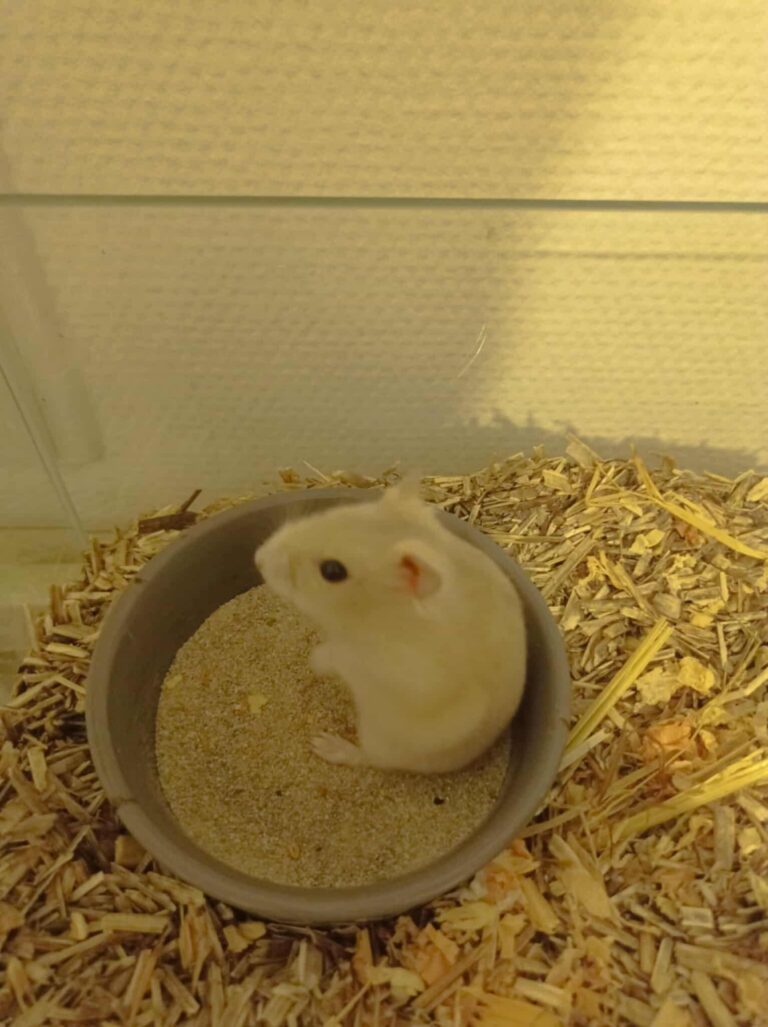 Molly, hamster, à l'adoption
