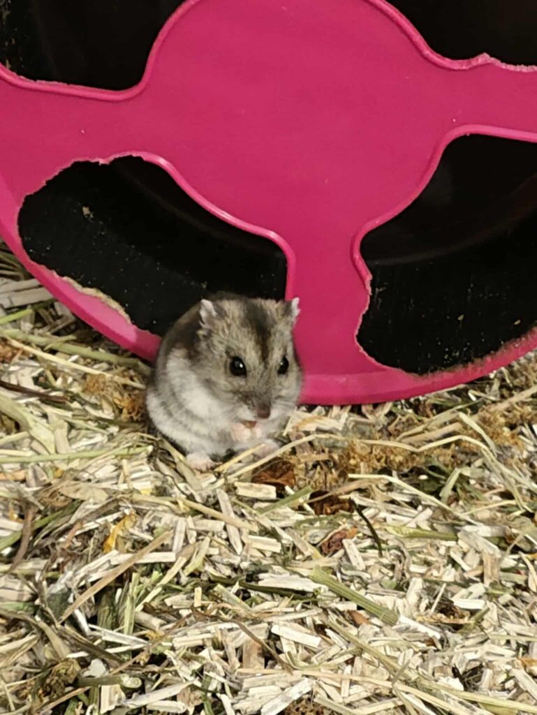 Pawmi, photo 3 sur 3