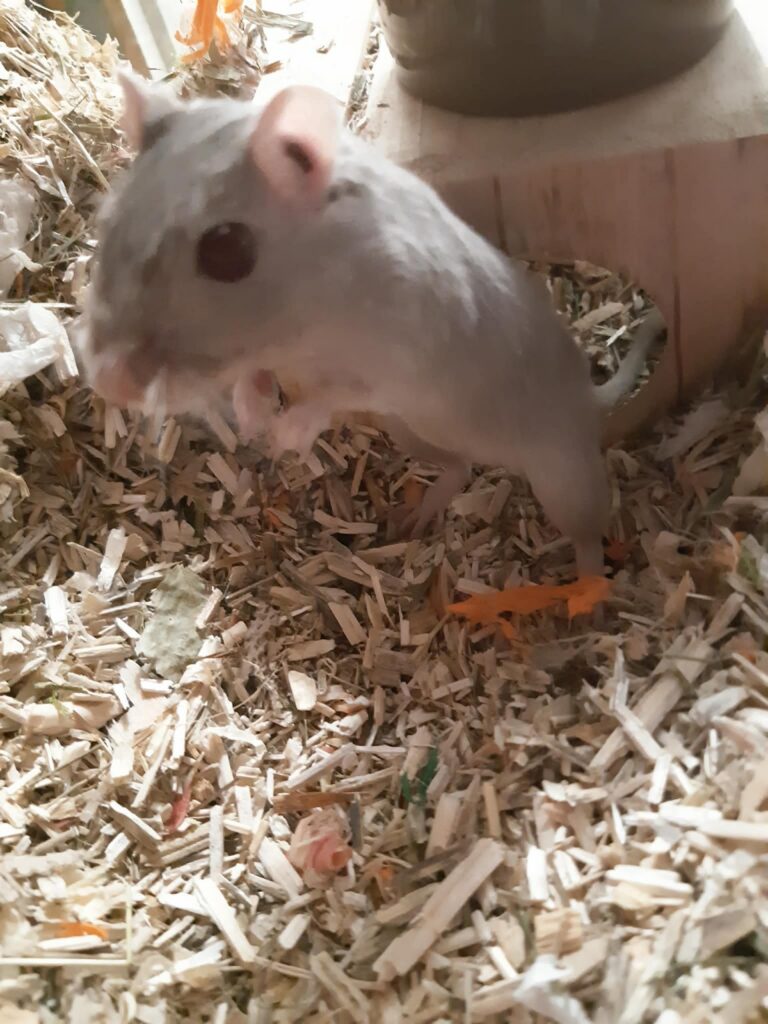Blue et Delta, gerbille, à l'adoption