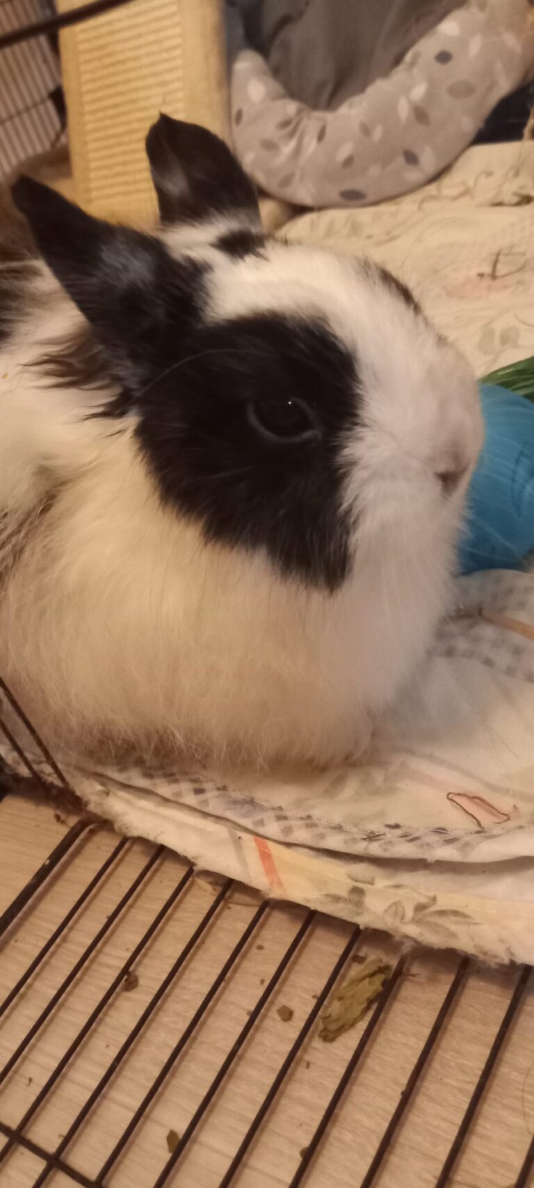 Chouquette, lapin, à l'adoption