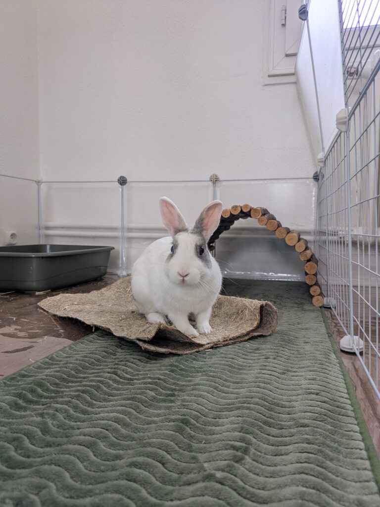 Bella, lapin, à l'adoption
