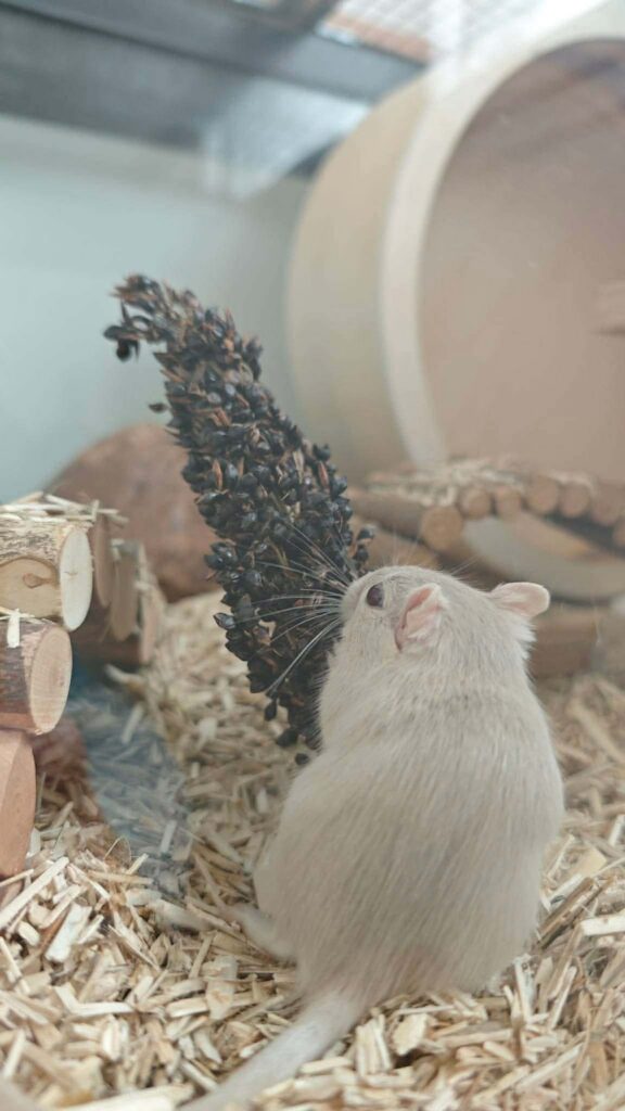 Bilbo, photo 2 sur 3