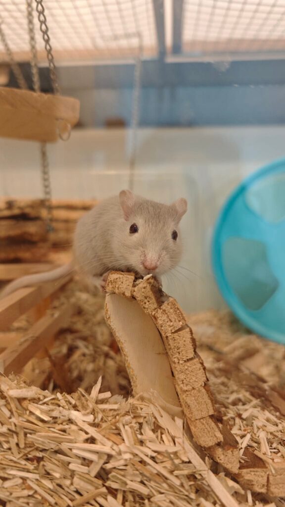 Bilbo