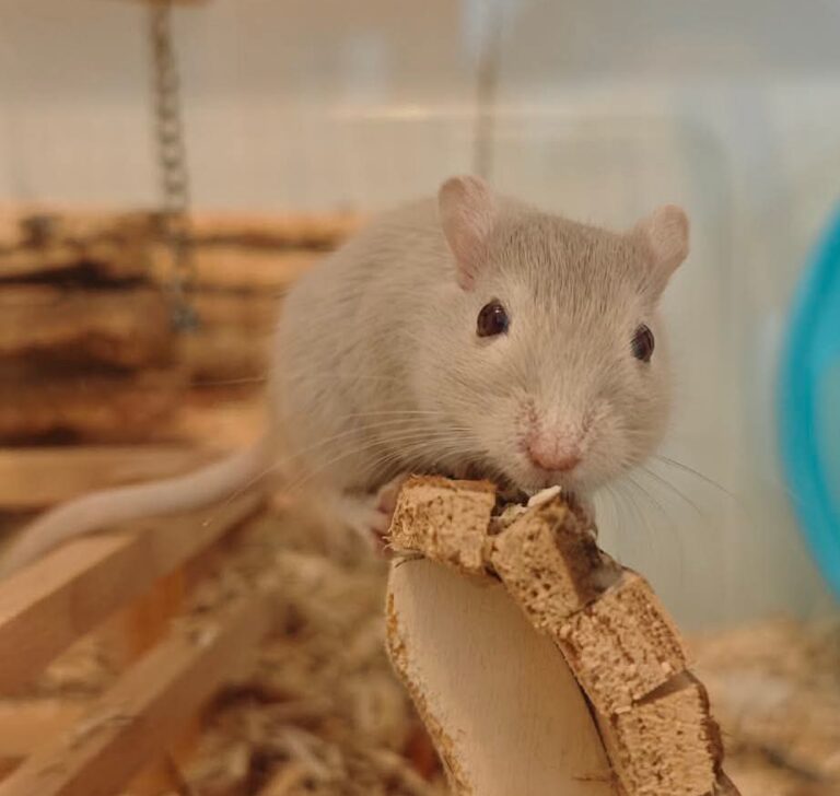 Bilbo, gerbille, à l'adoption