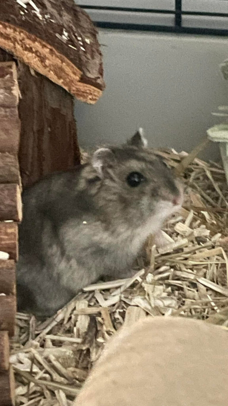 Bucky, hamster, à l'adoption