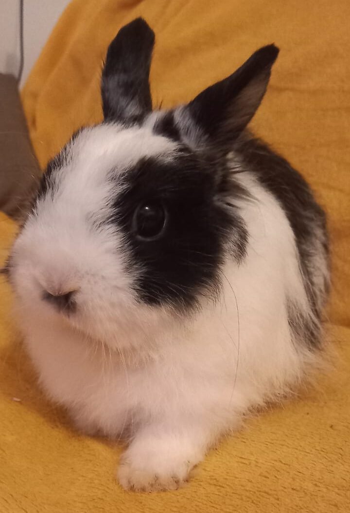 Chouquette, lapin, à l'adoption