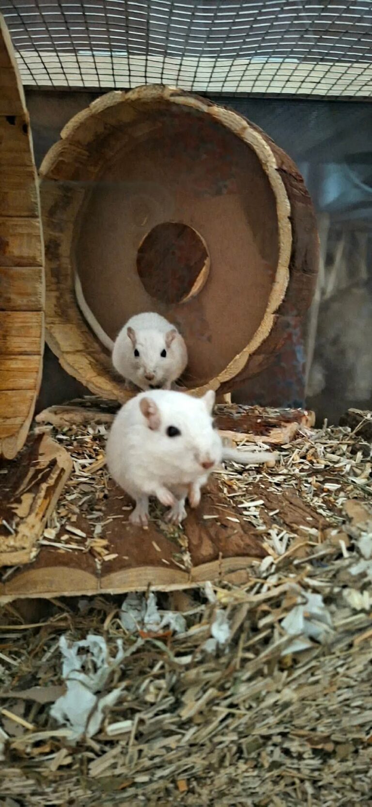 Frodon et Gandalf, gerbille, à l'adoption