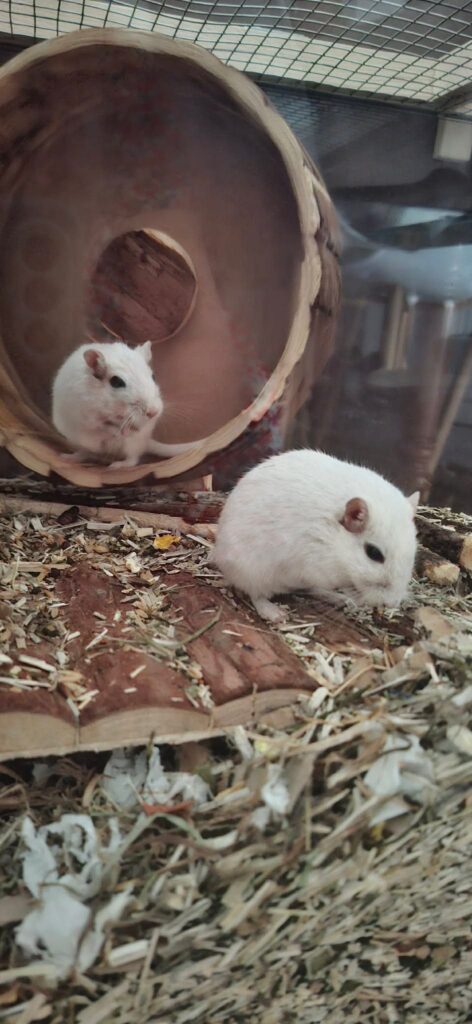 Frodon et Gandalf, photo 2 sur 2