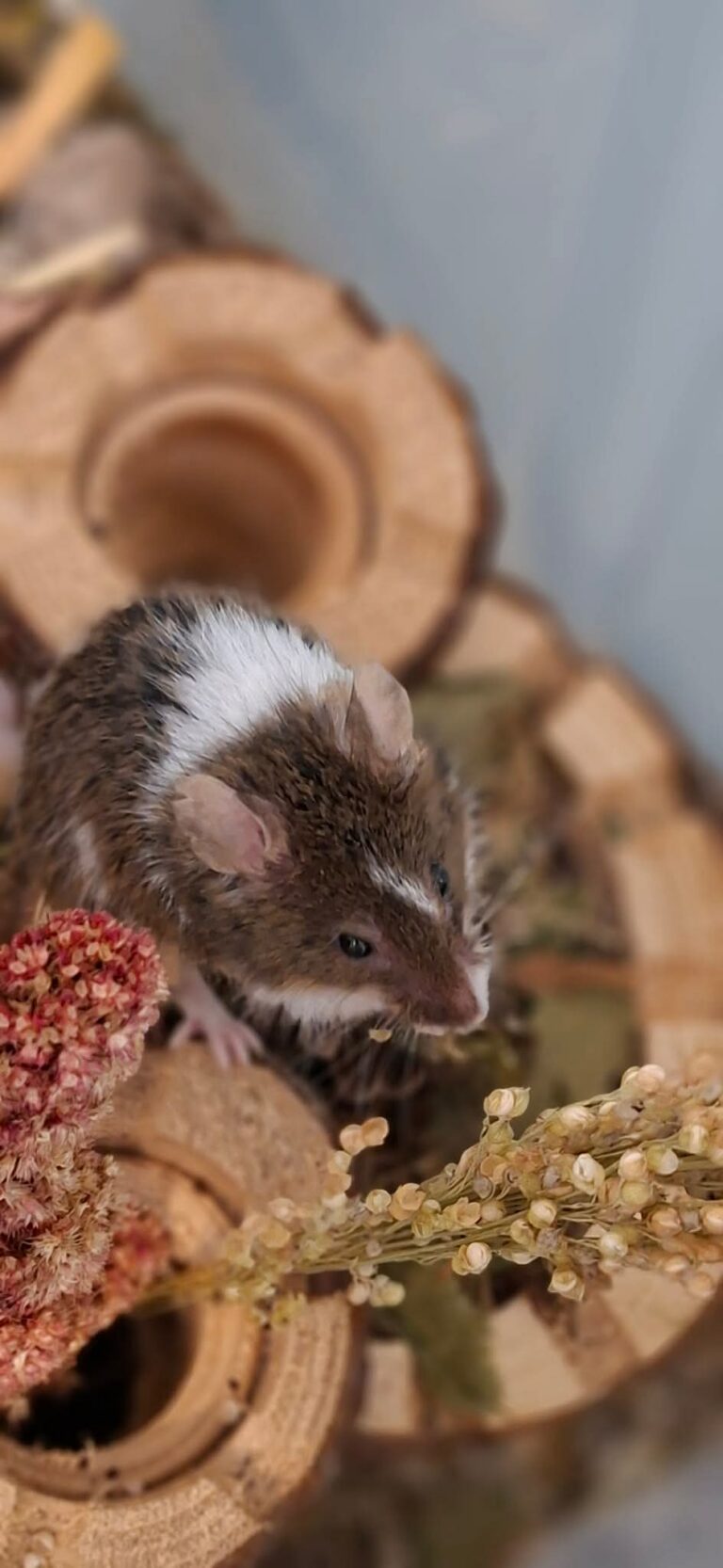 Jasmine, Poca, Ariel, Mulan et Tiana, souris, à l'adoption