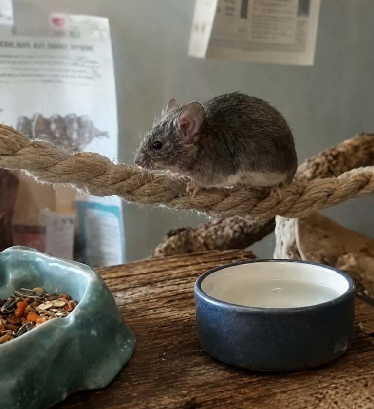 Lestrade, souris, à l'adoption