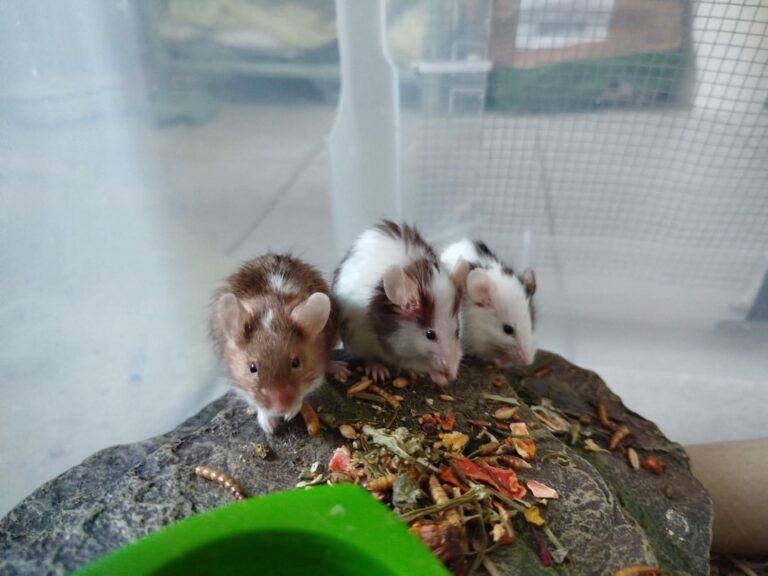 Piper, Phoebe et Paige, souris, à l'adoption