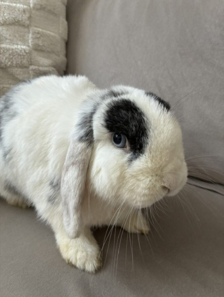 Winnie, lapin, à l'adoption