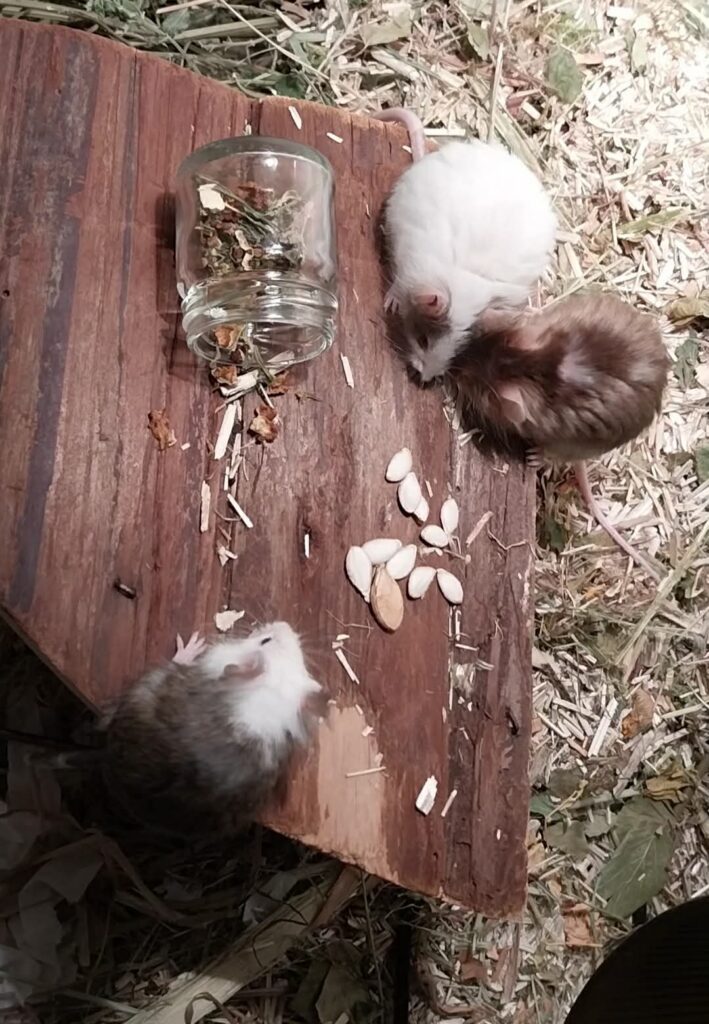 Ficelle, Brindille & Boulette, photo 2 sur 2